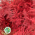 Fern 'Asparagus' (Painted) 85cm (Various Colours) (x50)
