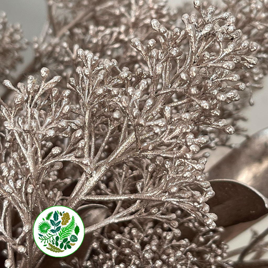 Skimmia (Painted) (Various Colours)