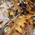 Oak 'Stabilised' (Various Colours) (DRY) 60cm