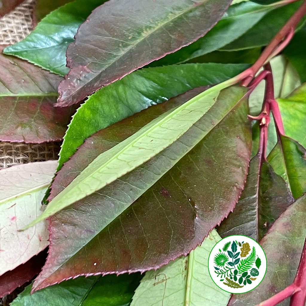 Photinia &#39;Volcano&#39; (Cultivated E) 50cm (x10)