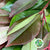 Photinia 'Volcano' (Cultivated E) 50cm (x10)