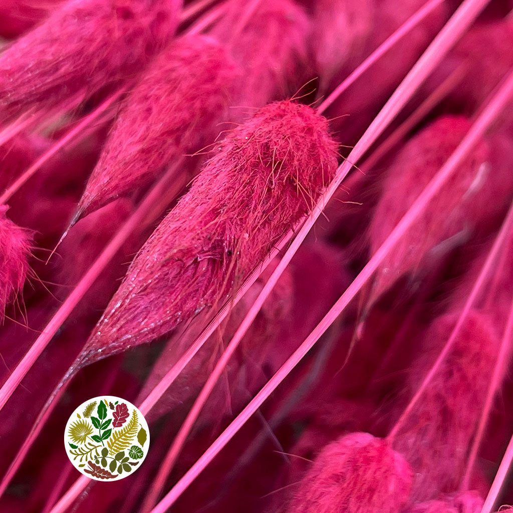 Grass 'Lagurus' (Painted/Dried) (DRY) (Various Colours)