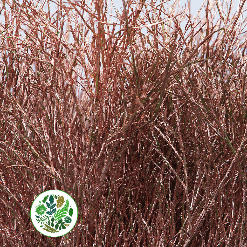 Bog Myrtle &#39;Painted or Glittered&#39; (Various Colours) (Bundle)