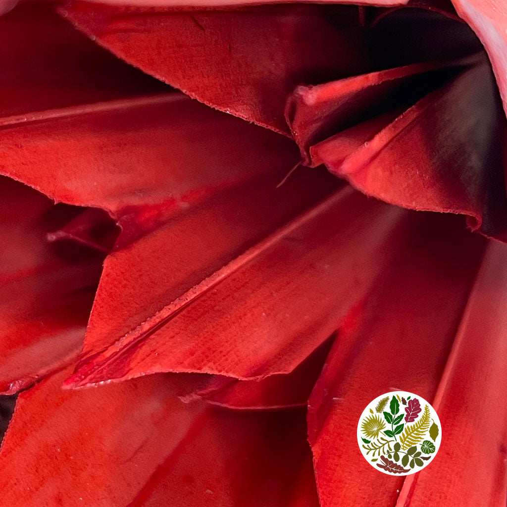 Palm 'Fan Palm' (Painted) (DRY) (Various Colours) (x5) 45-55cm