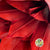 Palm 'Fan Palm' (Painted) (DRY) (Various Colours) (x5) 45-55cm