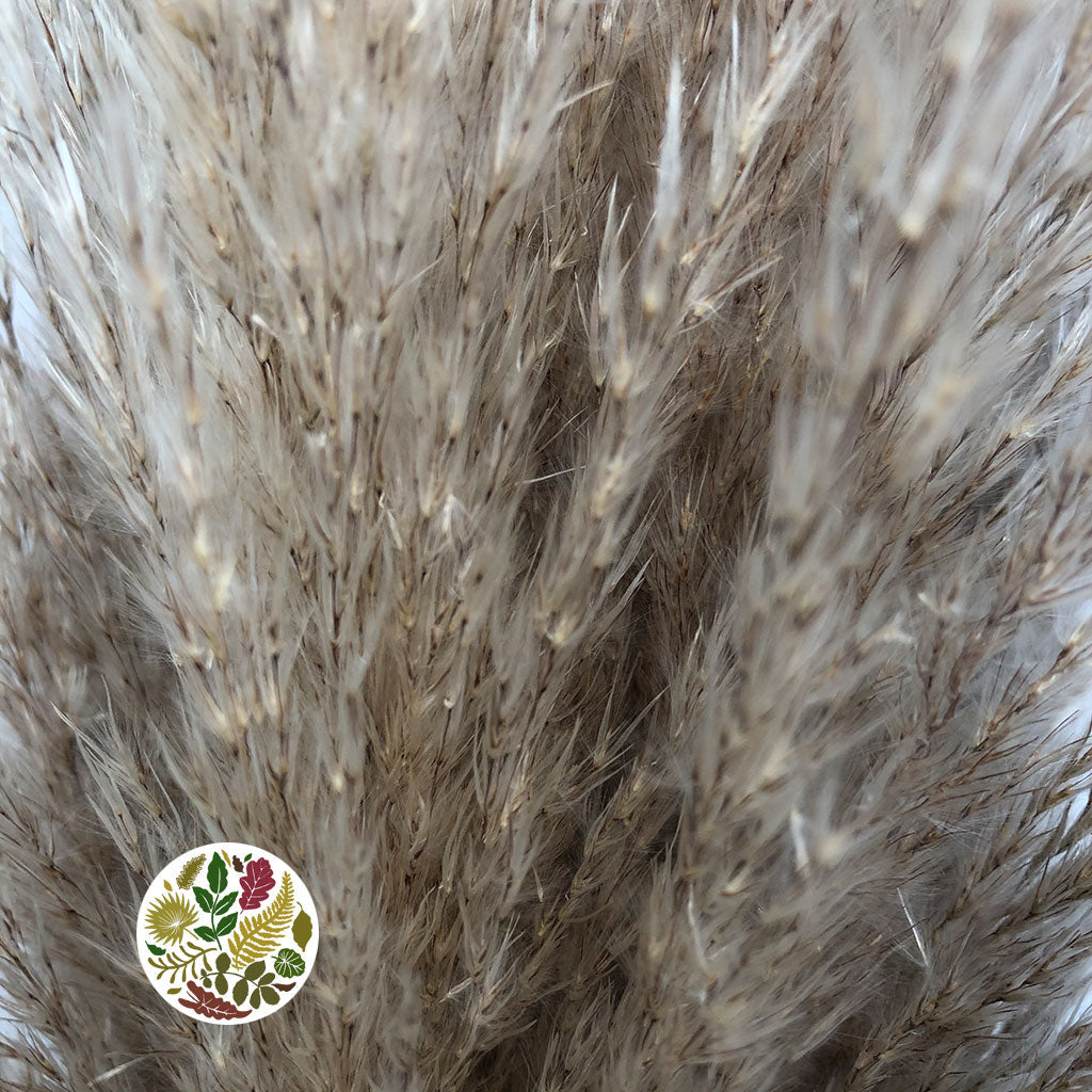 Grass &#39;Pampas&#39; (Extra Fluffy) (Natural) (DRY) (Various Sizes)
