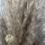 Grass 'Pampas' (Extra Fluffy) (Natural) (DRY) (Various Sizes)