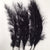 Feathers 'Ostrich' (DRY) (Various Colours) (x5)