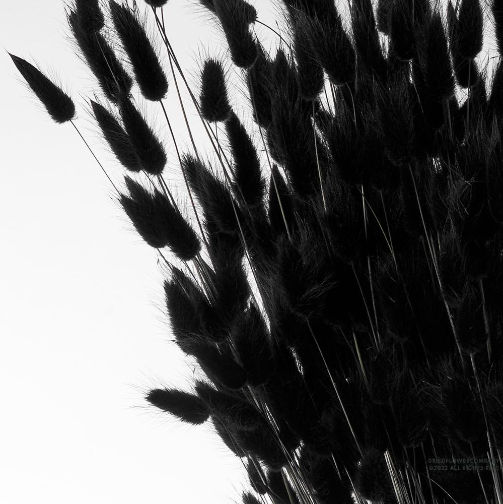 Grass &#39;Lagurus&#39; (Painted/Bleached) (DRY) (Various Colours)