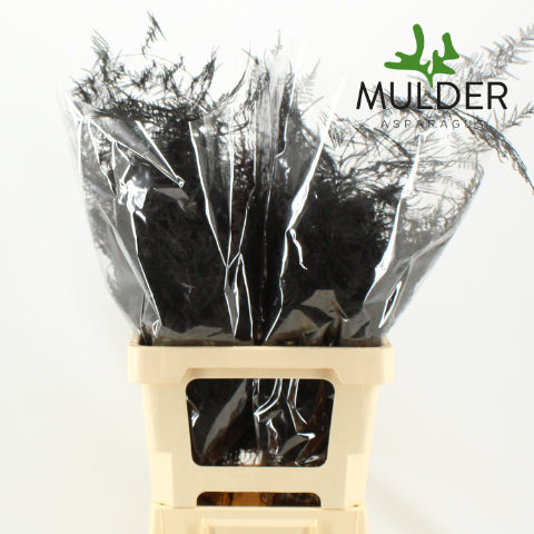 Fern 'Asparagus' (Painted) 85cm (Various Colours) (x50)