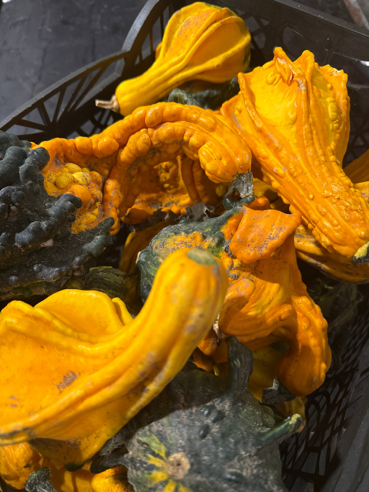 Gourds &#39;Mix Trays&#39; (Various Types)