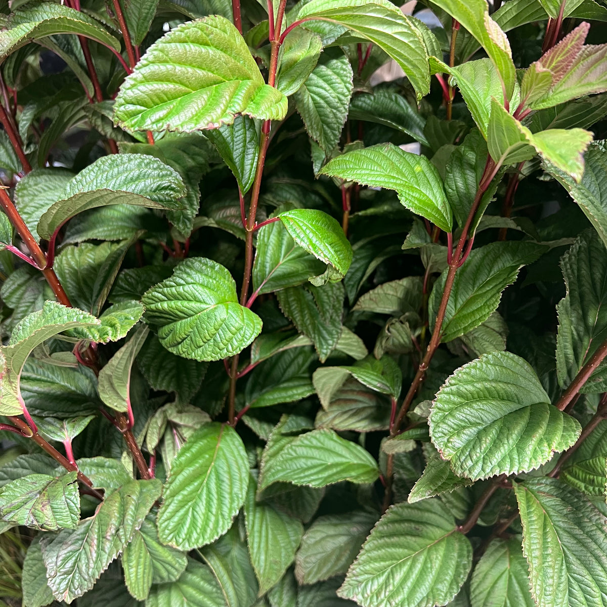 Viburnum &#39;Bodnatense&#39; (Cultivated E) 100cm (x10)