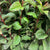 Viburnum 'Bodnatense' (Cultivated E) 100cm (x10)