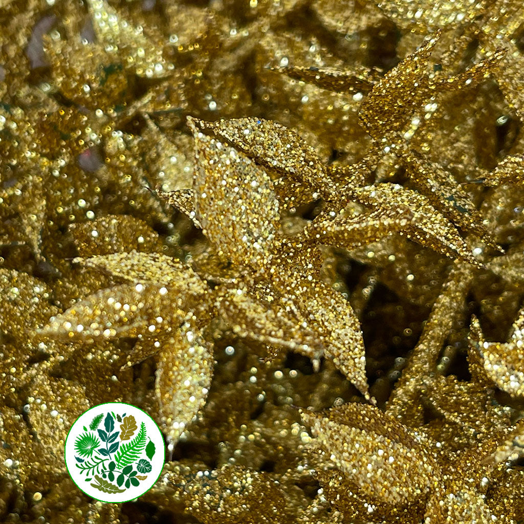 Ruscus &#39;Wild&#39; (Painted &amp; Glitter) (DRY) (x5)