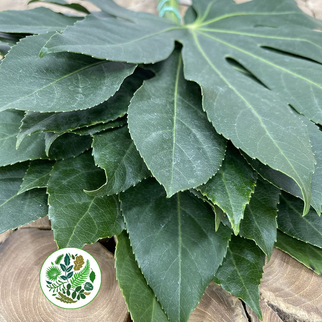 Aralia Leaves &#39;Green&#39; (Various Lengths)