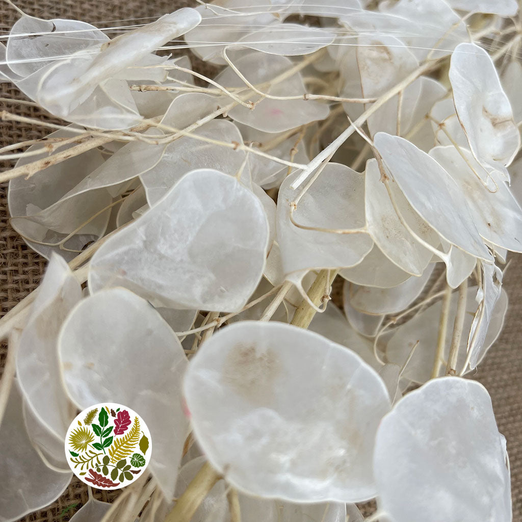 Lunaria &#39;Peeled&#39; (Bleached) (DRY) (Various Sizes)