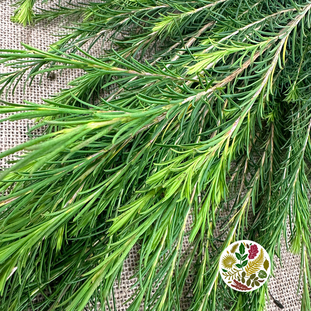 Melaleuca (Cultivated) 60-70cm (x10)
