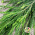 Melaleuca (Cultivated) 60-70cm (x10)