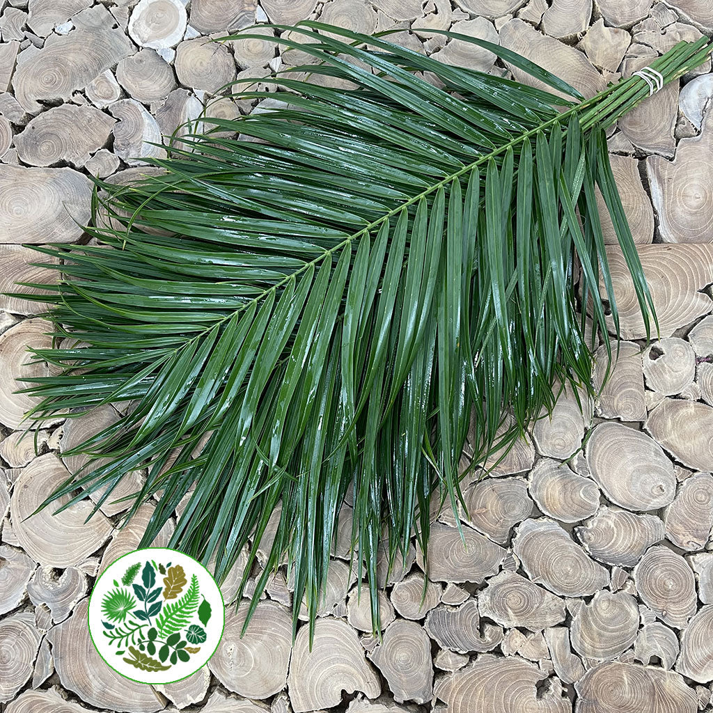 Palm &#39;Phoenix&#39; Leaves (Various Sizes)
