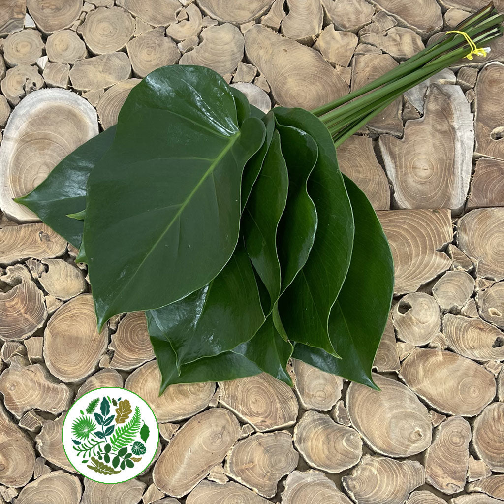 Monstera &#39;Leaves&#39; (Various Sizes)