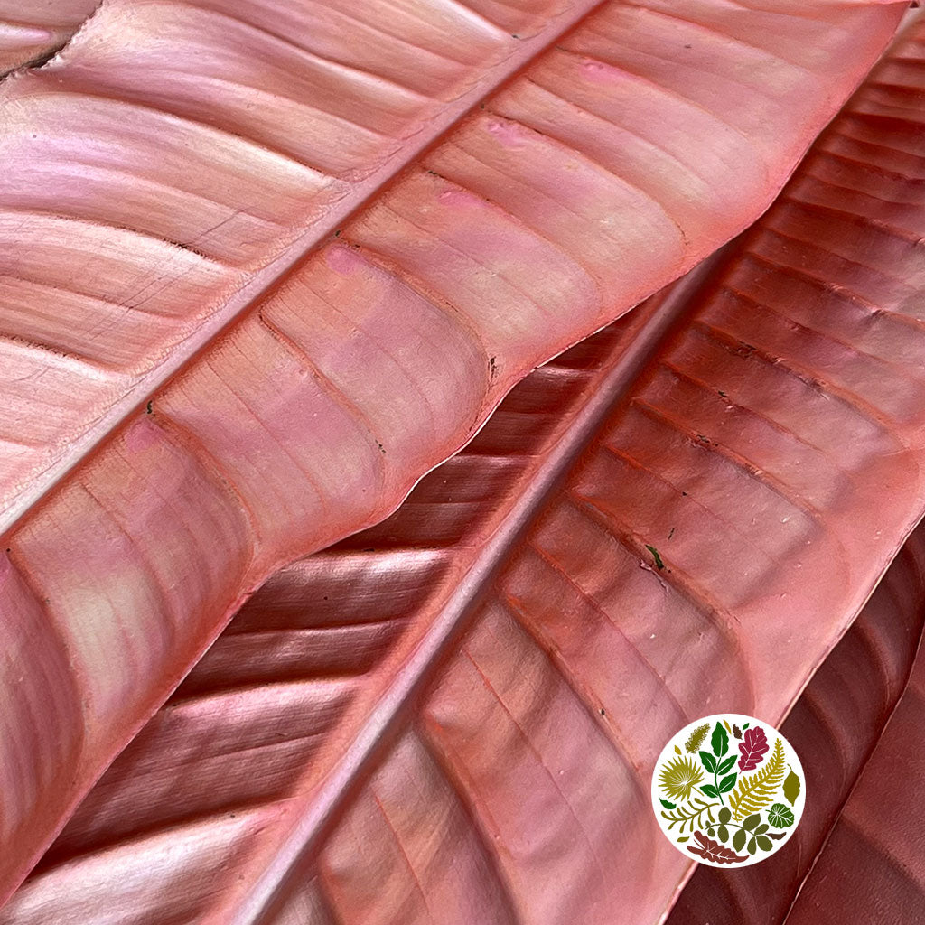 Strelitzia &#39;Leaves&#39; Painted (Various Colours) (x10)