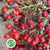 Rose Hips 'Autumn Orange' Straight (Various Heights)