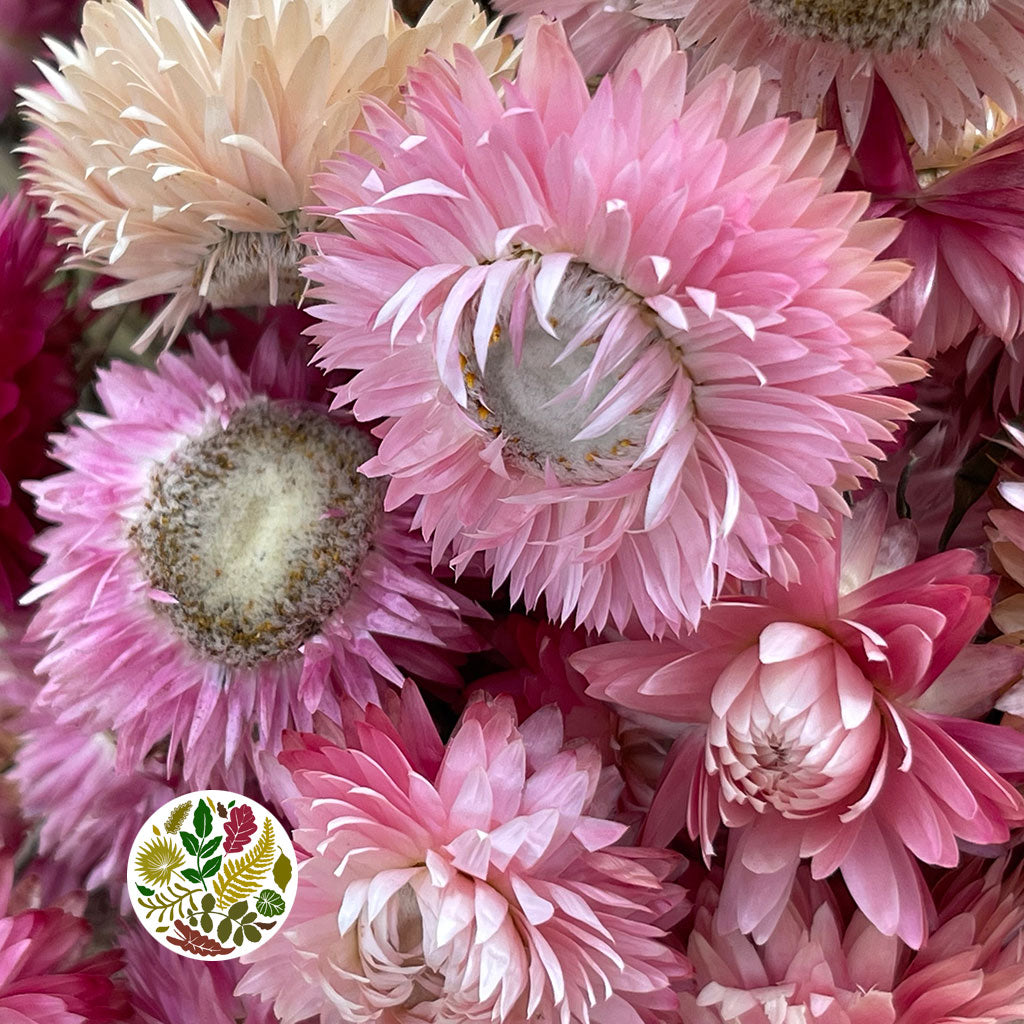 Helichrysum &#39;Flower&#39; (DRY) (Various Colours) 50cm