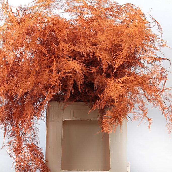 Fern 'Asparagus' (Painted) 85cm (Various Colours) (x50)