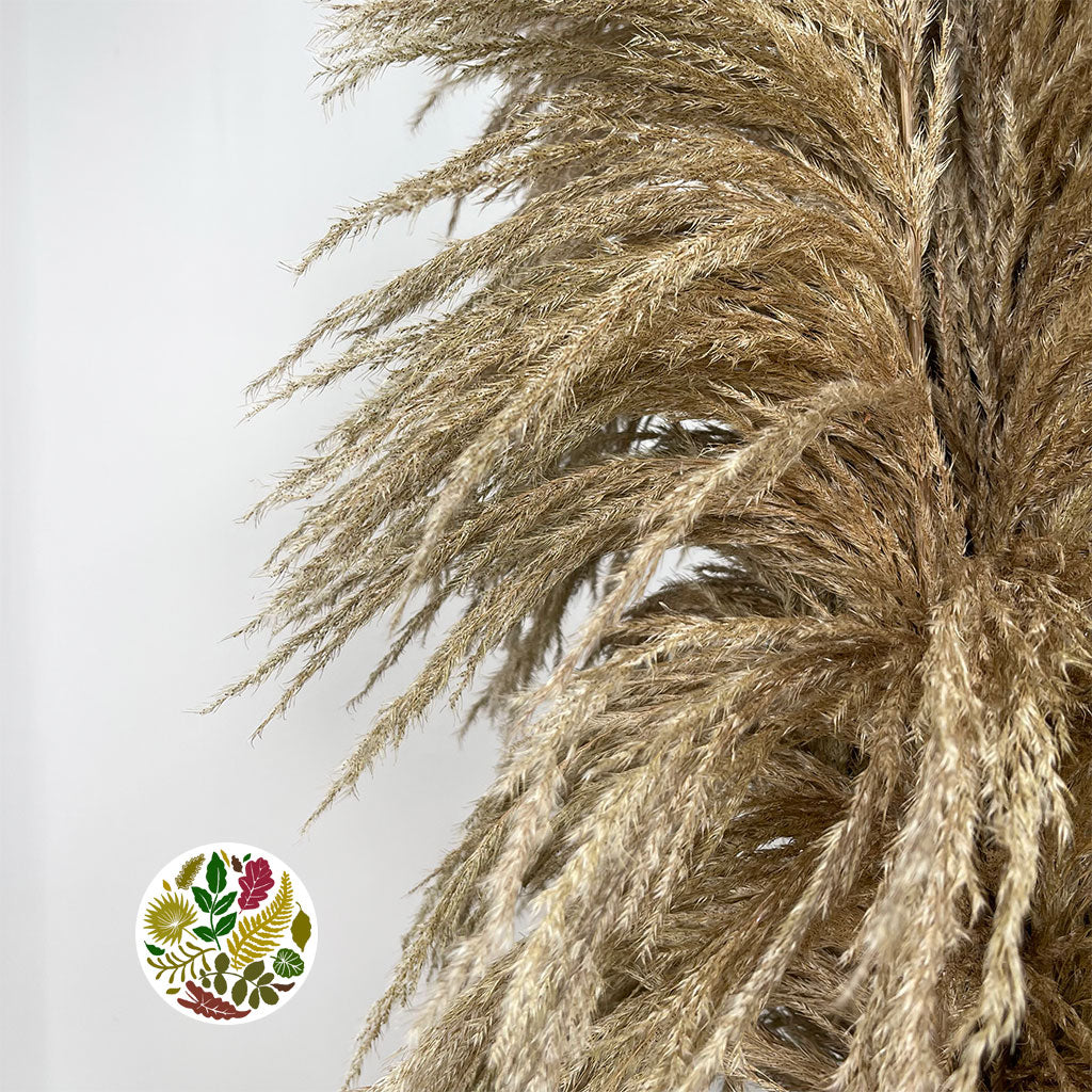 Grass &#39;Pampas&#39; (Sacuara) (Natural Brown) (DRY) (Various Sizes) (x5)