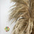 Grass 'Pampas' (Sacuara) (Natural Brown) (DRY) (Various Sizes) (x5)