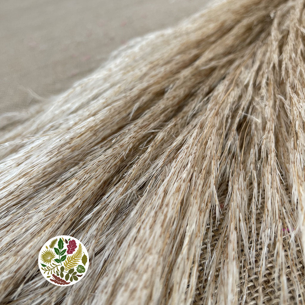 Grass 'Pampas' (Evita) (Natural) (DRY) (Various Sizes)