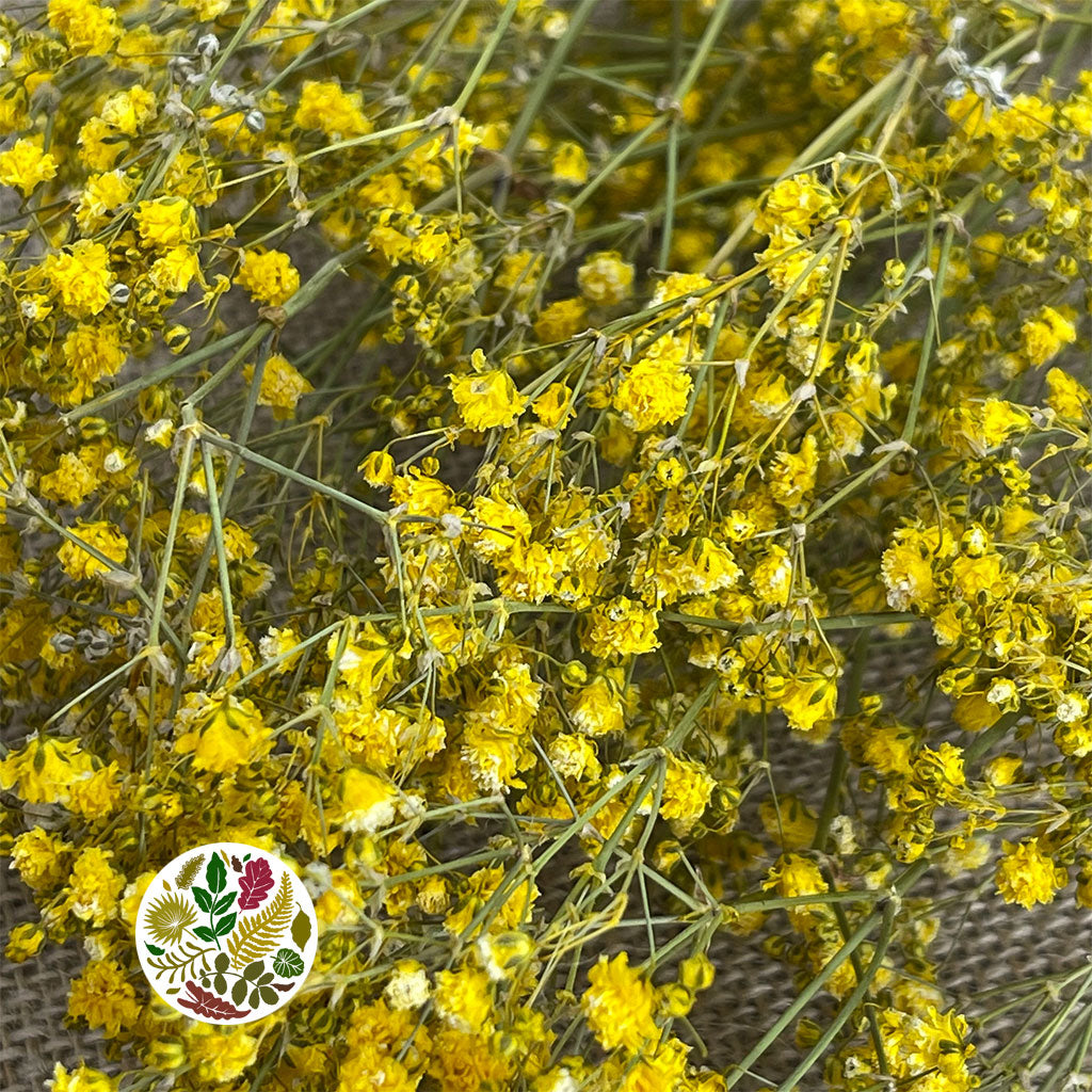 Gypsophila (Painted) (DRY) (Various Colours)