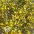 Gypsophila (Painted) (DRY) (Various Colours)