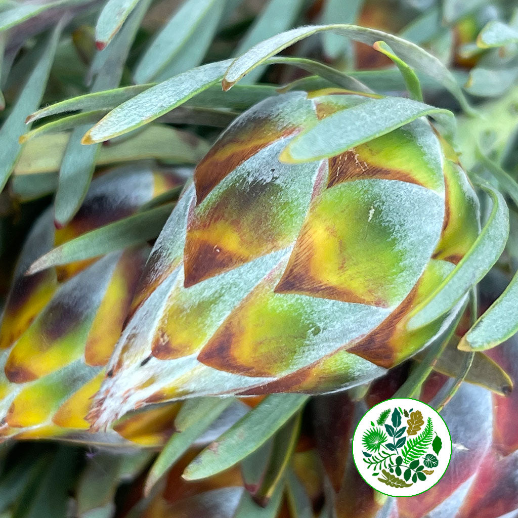 Leucadendron &#39;Plumosum Cones Rubrum&#39; (Various Lengths)