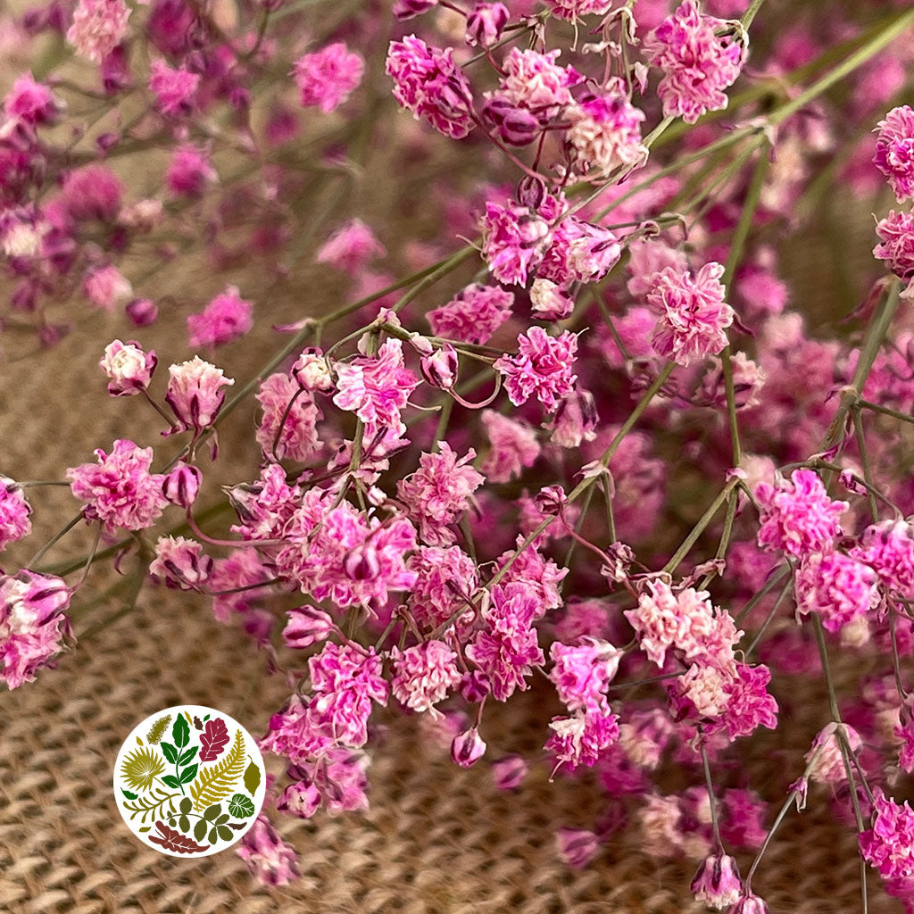 Gypsophila (Painted) (DRY) (Various Colours)