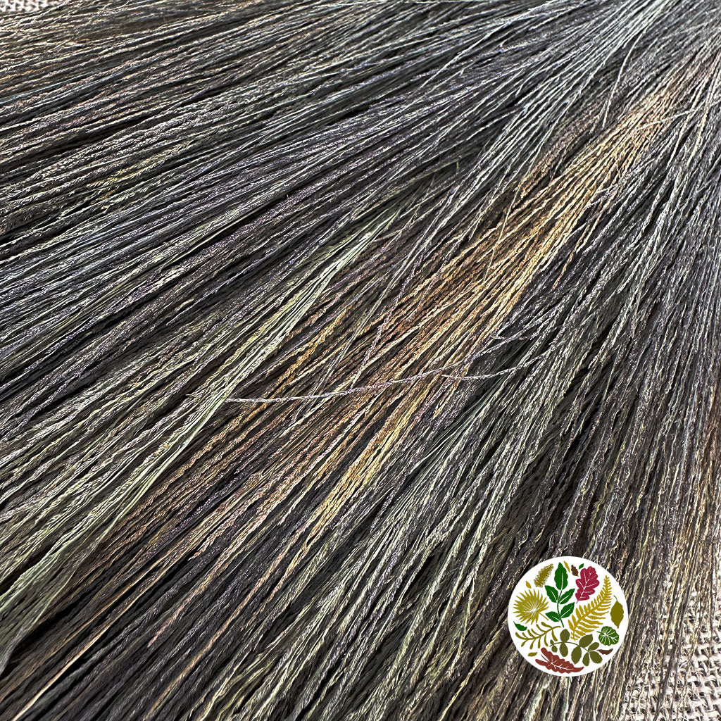 Grass &#39;Chinese Broom&#39; (DRY) (110cm)