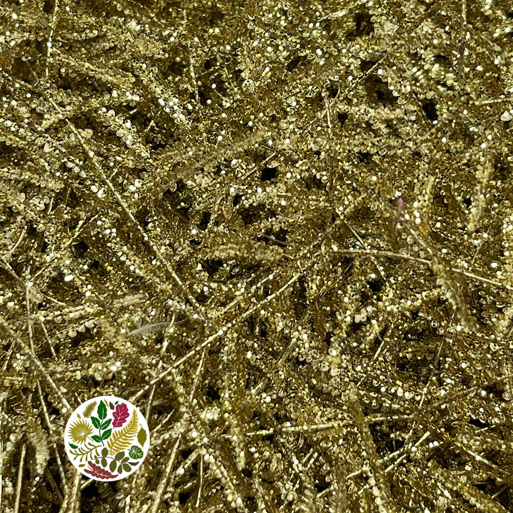 Fern &#39;Coral Fern&#39; (Painted or Glittered) (x10)