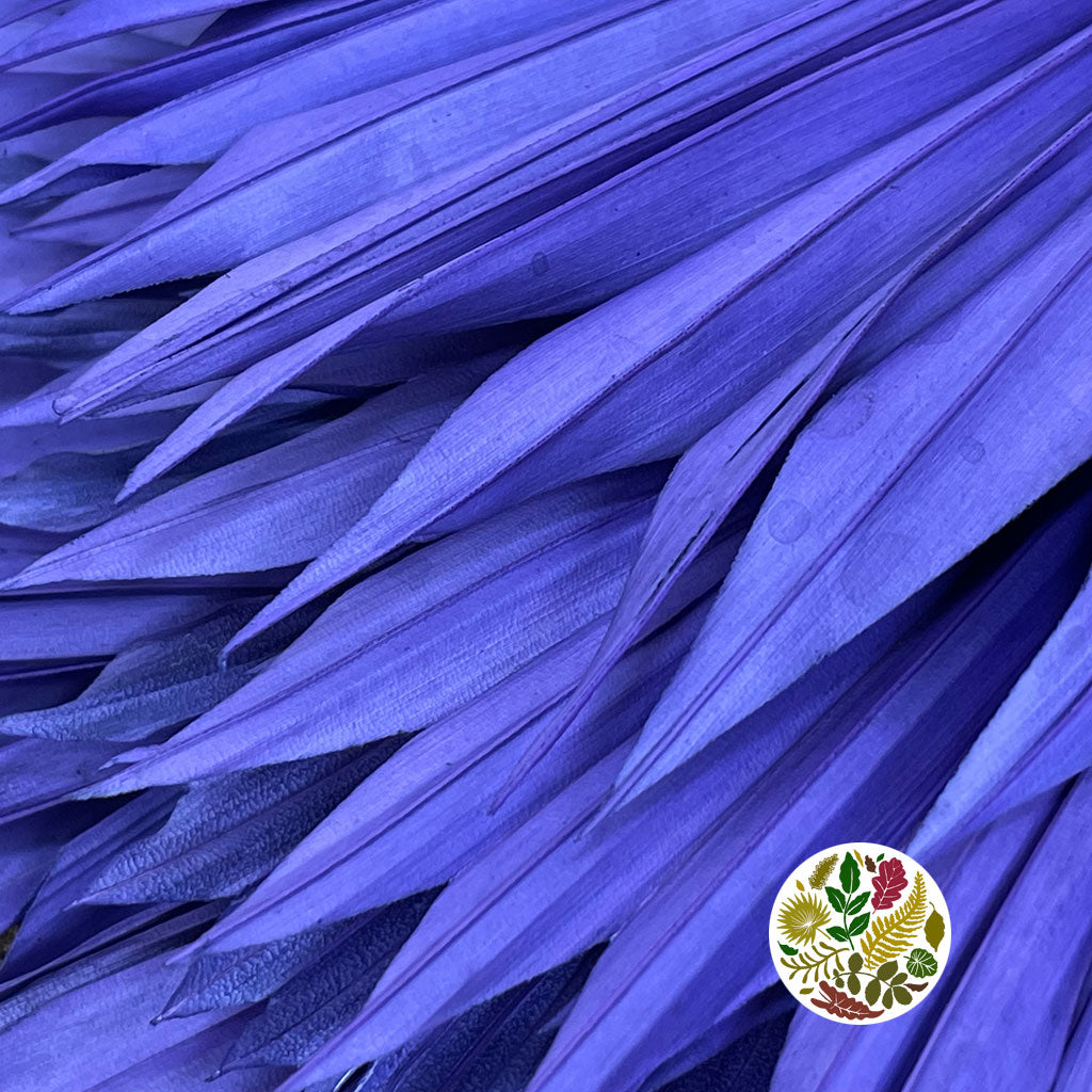 Palm &#39;Fan Palm&#39; (Painted) (DRY) (Various Colours) (x5) 45-55cm