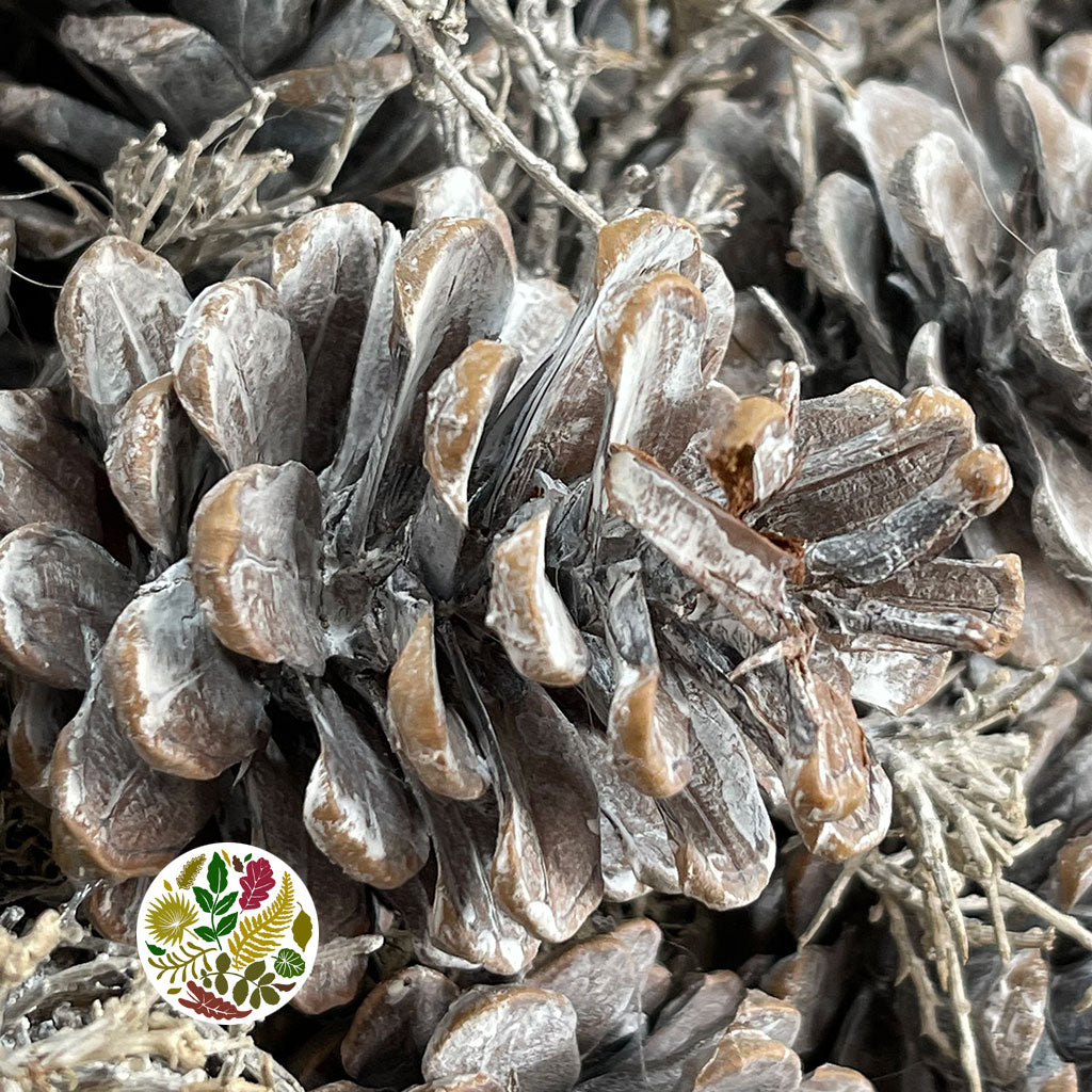 Wreath &#39;Cones&#39; (White Wash) (DRY) (Various Sizes)