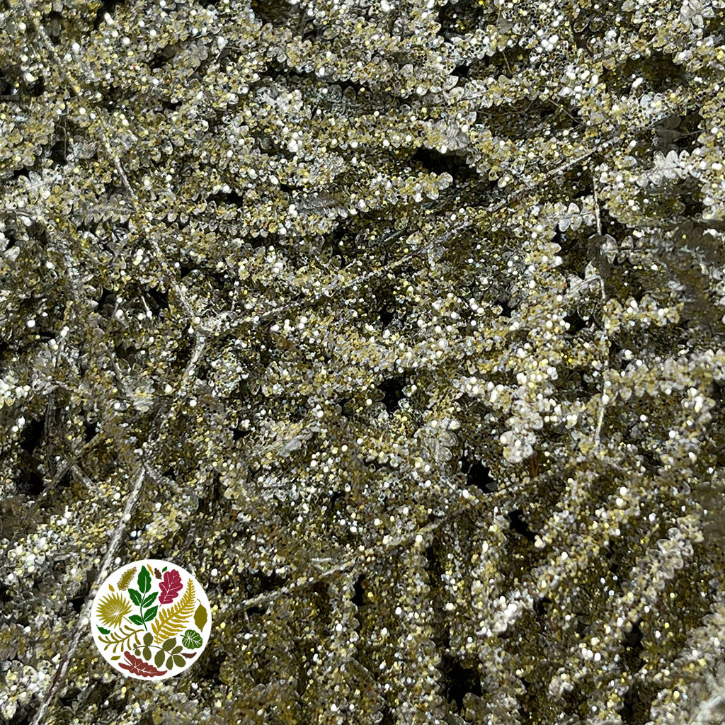 Fern &#39;Coral Fern&#39; (Painted or Glittered) (x10)