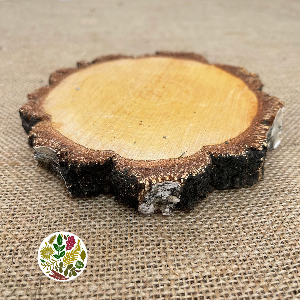 Birch 'Slices' (Round) (DRY) (Various Sizes)