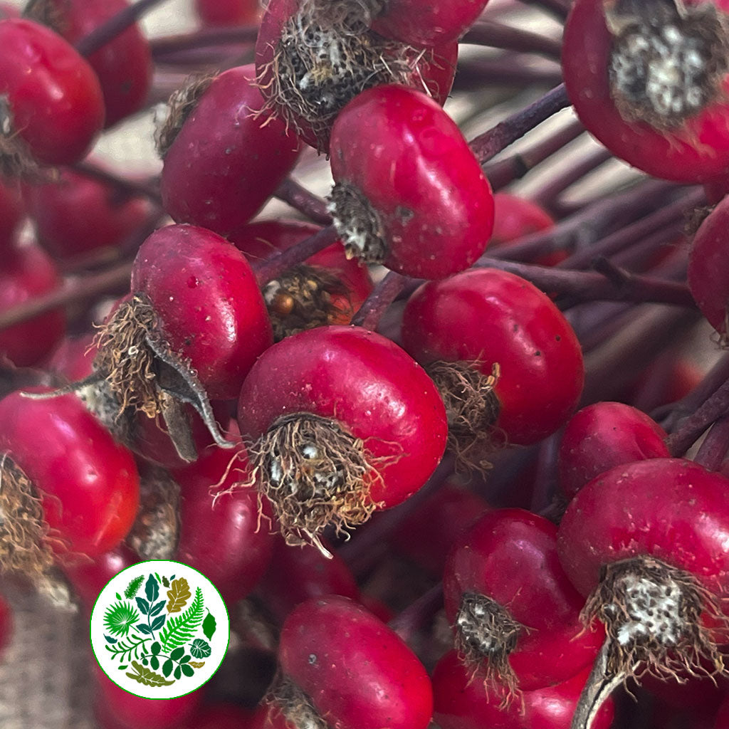 Rose Hips 'Sensational Fantasy' (Various Heights)