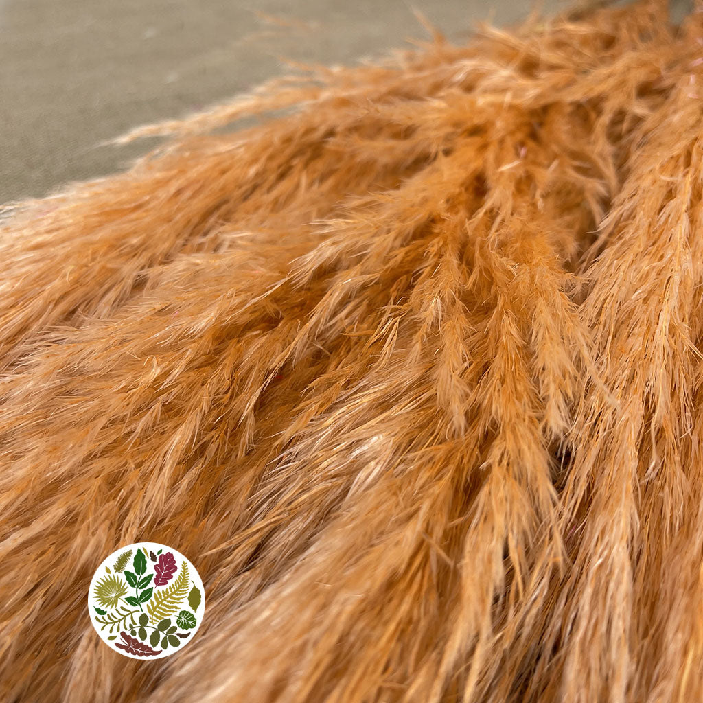 Grass 'Pampas' (Evita) (Various Colours) (DRY) 120cm (x5)