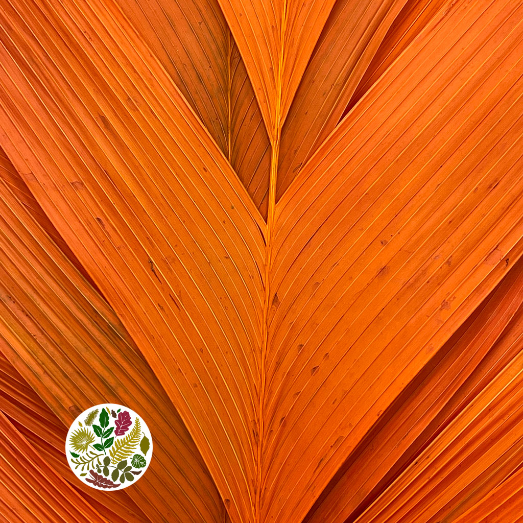 Aricana 'Leaves' (Various Colours) (DRY) 100cm (x10)