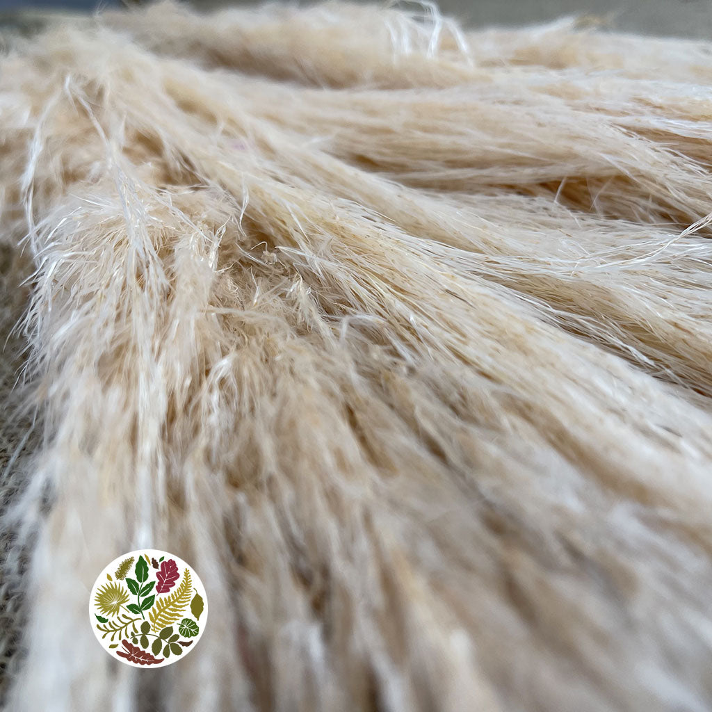 Grass &#39;Pampas&#39; (Evita) (Bleached) (DRY) (Various Sizes)