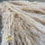 Grass 'Pampas' (Evita) (Bleached) (DRY) (Various Sizes)