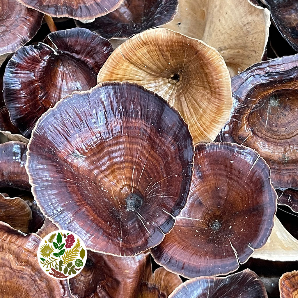 Mushrooms &#39;Golden&#39; (Natural) (DRY) (Various Sizes)