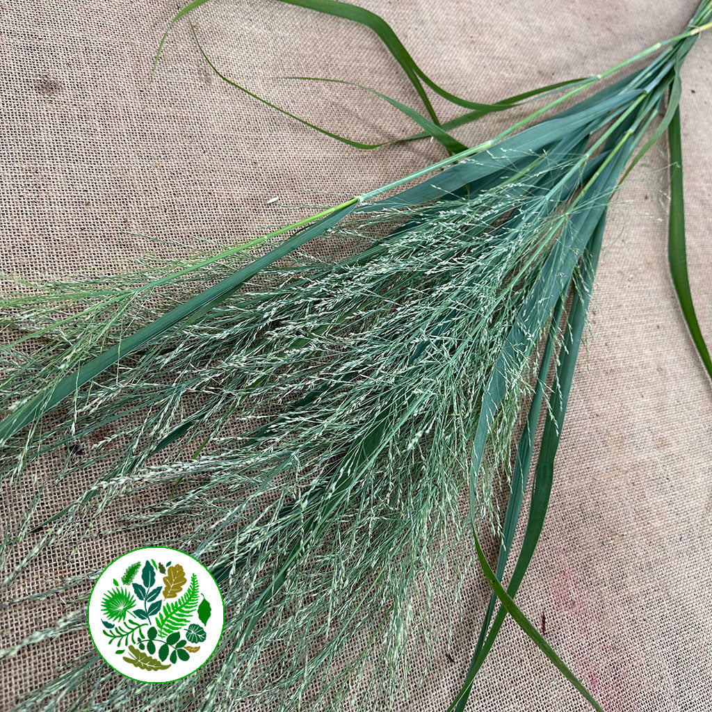 Grass &#39;Panicum&#39; (Dallas Blue) (x10) (Various Sizes)
