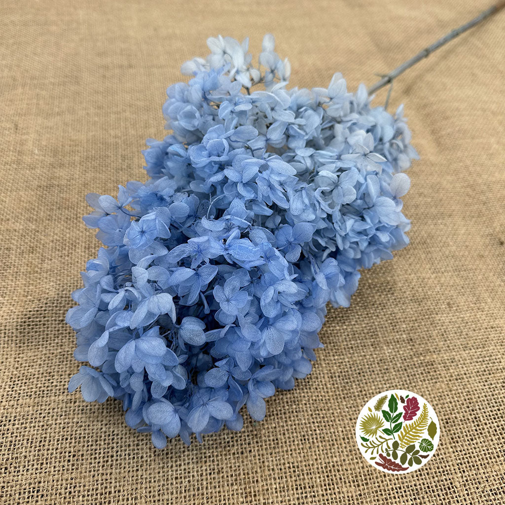 Hydrangea Flower 'Anna' 70cm (Various Colours) (Bleached) (DRY)