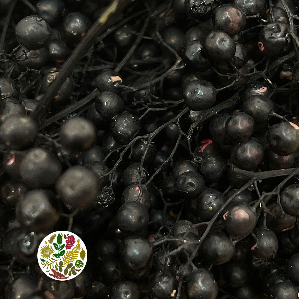 Schinus Molle Fruit (Painted) (DRY) (Various Colours)